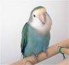 thumbnail of Pucky
